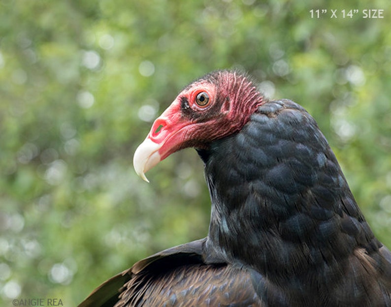 Turkey Vulture, Raptor, Bird Photography, Bird of Prey, Home and Cabin
