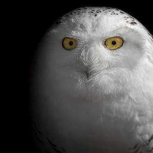 May include: A close-up of a snowy owl with bright yellow eyes. The owl's white feathers are visible, with some black markings on its head and neck.