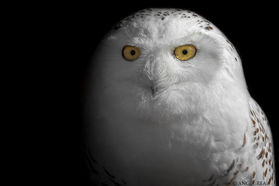 Snowy Owl, Owl Decor, Modern Rustic Art Print, Bird Wall Art, Nature Print, Bird Lover Gift, Home and Office Decor, Black and White
