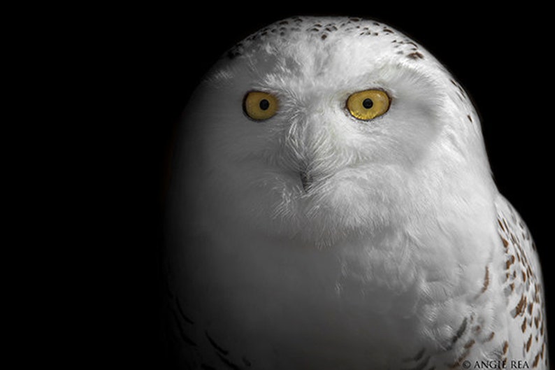 May include: A close-up of a snowy owl with bright yellow eyes. The owl's white feathers are visible, with some black markings on its head and neck.