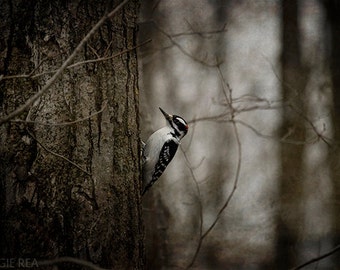 May include: A black and white woodpecker with red markings on its head is perched on a tree trunk. The background is a blurred out woodland scene.