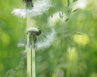 Dandelion Print, Photography, Floral Decor, Forest Flower, Gone to Seed, White Dandelion Seeds