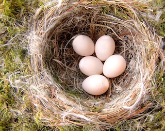 Bird's Nest and Eggs, Eastern Phoebe Bird Nest Print 9" X 12" Fine Art Nature Photography