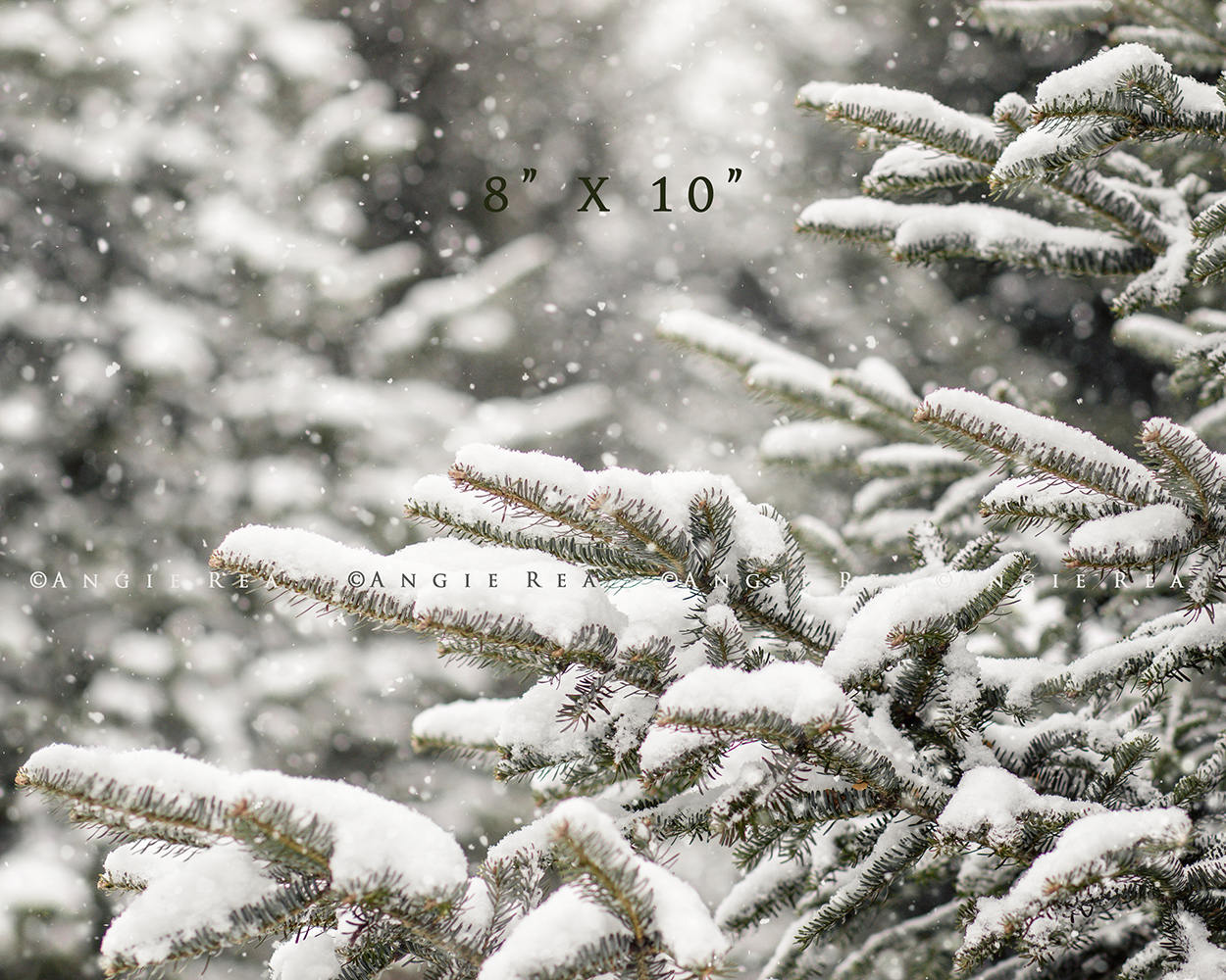 Winter Tree Photograph, Snow Wall Art, Evergreen Trees, Snowy Tree ...