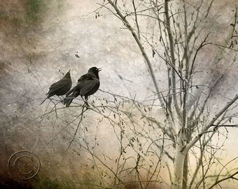 Impresión de mirlo, par de mirlos, surrealista, 2 mirlos, dos pájaros negros, impresión de mirlo misterioso, fotografía de bellas artes