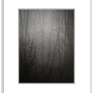 Puede incluir: Una fotograf&iacute;a en blanco y negro de un bosque brumoso con &aacute;rboles altos y ramas. La niebla es espesa y oscurece los detalles de los &aacute;rboles.