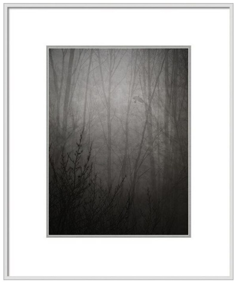 Puede incluir: Una fotograf&iacute;a en blanco y negro de un bosque brumoso con &aacute;rboles altos y ramas. La niebla es espesa y oscurece los detalles de los &aacute;rboles.