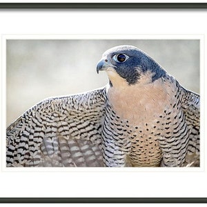 May include: A close-up of a falcon with its wings spread. The falcon has a dark blue head and a light brown body with black and white markings. The falcon's eyes are dark and piercing.
