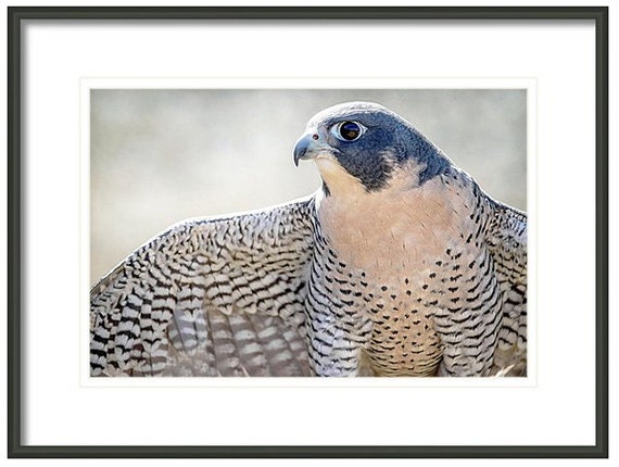 Peregrine Falcon Bird Photography Home And Cabin And Office Decor Bird Wall Art Nature Print Bird Lover Art Bird Of Prey Blue