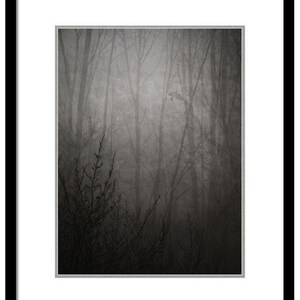 Puede incluir: Una fotograf&iacute;a en blanco y negro de un bosque brumoso con &aacute;rboles altos y ramas. La imagen tiene un aspecto vintage y descolorido.