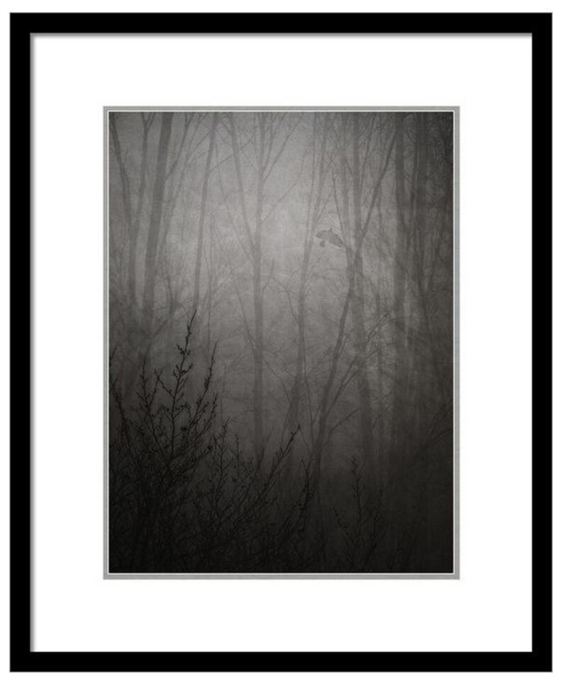 Puede incluir: Una fotograf&iacute;a en blanco y negro de un bosque brumoso con &aacute;rboles altos y ramas. La imagen tiene un aspecto vintage y descolorido.