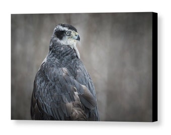 Goshawk Gallery Wrapped Canvas, Raptor Wall Art, Bird of Prey Nature Photography, Ready to Hang, Unique Home and Office Decor, Hawk
