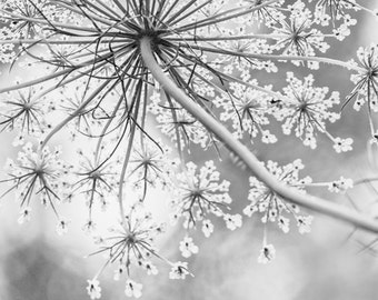 Elegant and Classy Queen Anne's Lace Wall Art in Black and White, Minimilist Flower Home and Office Decor, Farmhouse Decor