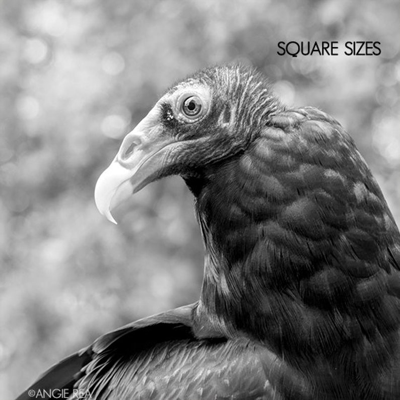Turkey Vulture, Raptor, Bird Photography, Bird of Prey, Home, Cabin and