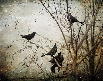 Arte de pared de mirlo único, fotografía de bellas artes, bandada de mirlos, negro, surrealista, encantado, arte de pared grande