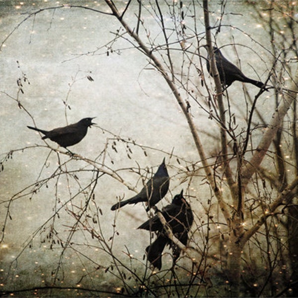 Unique Blackbird Wall Art, Fine Art Photography, Flock of Blackbirds, Black, Surreal, Enchanted, Large Wall Art