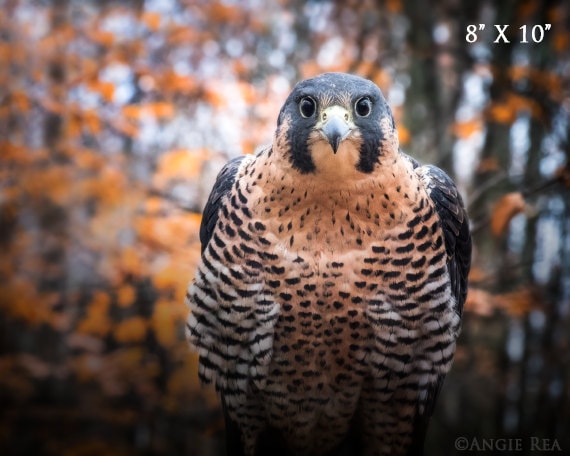 Peregrine Falcon Bird Photography Unique Home Cabin And Office Decor Bird Wall Art Nature Print Bird Lover Art Bird Of Prey