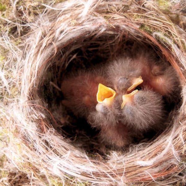 Bird Photography, Baby Birds in Nest, Phoebe Babies, Bird Print 9" X 12" Fine Art Photography