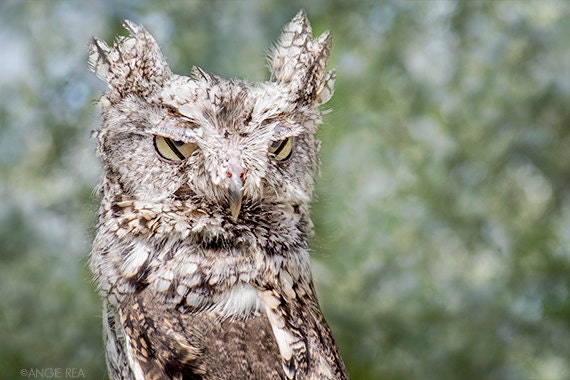 Screech Owl, Bird Photography, Owl Decor, Owl Pictures, Owl Decor, Photography, Bird Wall Art, Natur
