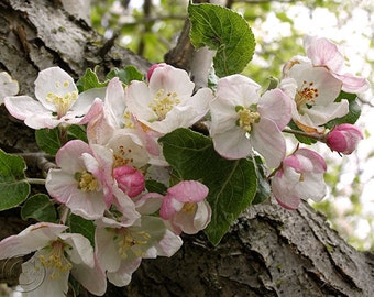 Wild Apple Blossoms 8" X 10" Floral Print, Pink and White Blossoms, Fine Art Photography