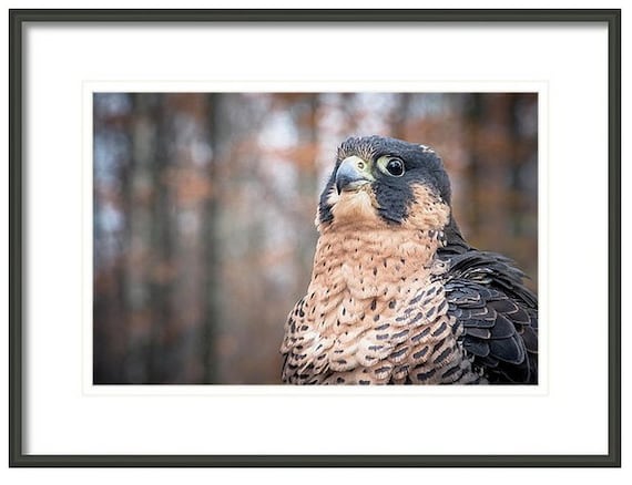 Fotografia Di Uccelli Falco Pellegrino Casa E Cabina E Office Decor Bird Wall Art Stampa Di Natura Arte Amante Delluccello Rapace Blu