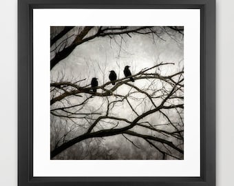 Fotografía de cuervo, impresión de cuervo negro, 3 cuervos, impresión de cuervo misterioso, arte de cuervo, surrealista, oscuro, negro, plata, blanco, iluminado por la luna
