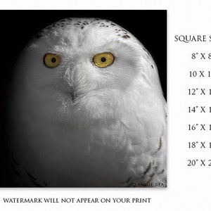 May include: A close-up portrait of a snowy owl with bright yellow eyes. The owl is facing the camera with its head tilted slightly to the side. The background is black. The image is available in square sizes from 8 inches to 20 inches.