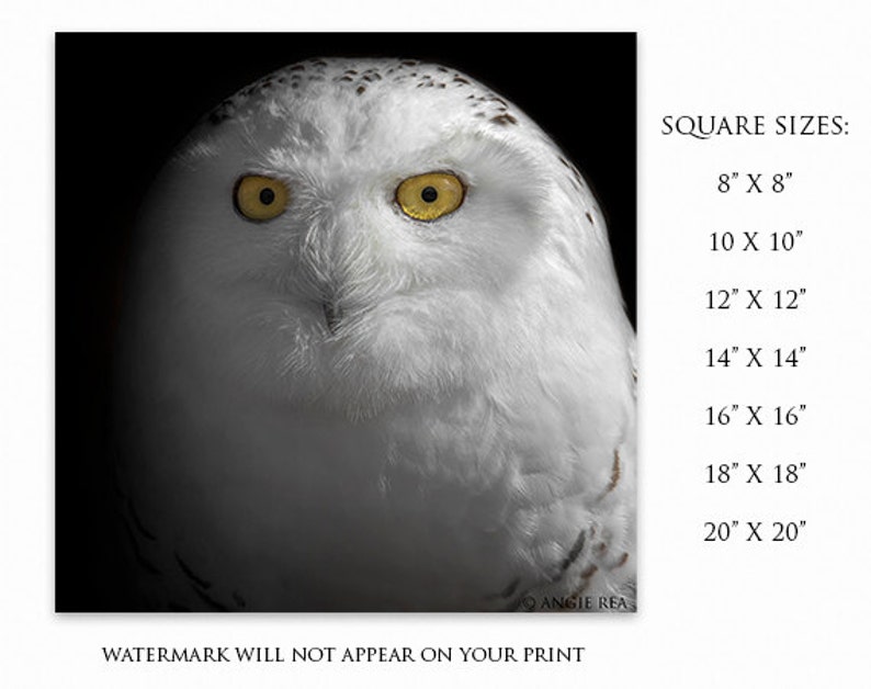 May include: A close-up portrait of a snowy owl with bright yellow eyes. The owl is facing the camera with its head tilted slightly to the side. The background is black. The image is available in square sizes from 8 inches to 20 inches.