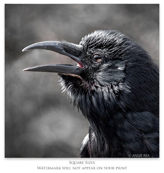 Crow, Bird Print, Crow Photograph, Crow Photos, Home Decor, Black