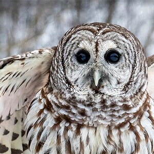 May include: A barred owl with large, dark eyes stares directly at the camera. The owl's wings are spread out, showing off its brown and white patterned feathers.