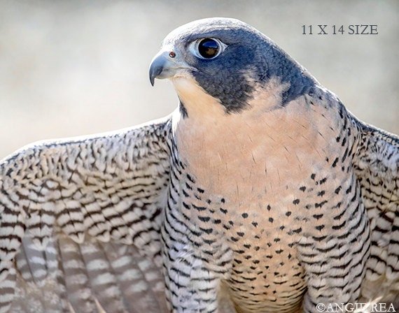 On Sale Peregrine Falcon Bird Photography Home Cabin And Office Decor Bird Wall Art Nature Print Bird Lover Art Bird Of Prey Blue