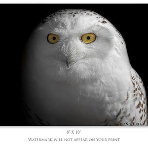 May include: A close-up portrait of a snowy owl with bright yellow eyes. The owl's white feathers are soft and fluffy, and its face is framed by a dark background.