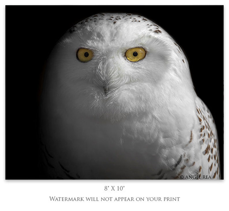 May include: A close-up portrait of a snowy owl with bright yellow eyes. The owl's white feathers are soft and fluffy, and its face is framed by a dark background.