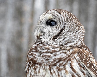 Owl Photography Print, Barred Owl, Home Decor Art Print, Bird in the Forest, Large Wall Art, Nature Print, Bird Lover Art, Owl Decor