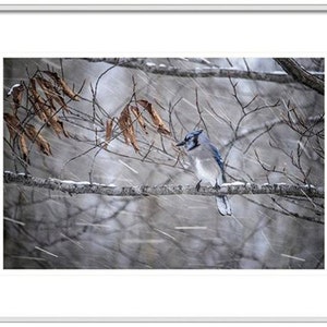 May include: A blue jay perched on a branch in a snowy woodland. The bird is facing left with its wings folded. The background is blurred and shows falling snow.