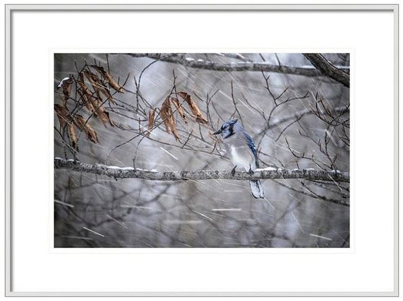 May include: A blue jay perched on a branch in a snowy woodland. The bird is facing left with its wings folded. The background is blurred and shows falling snow.
