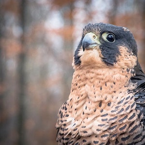 May include: A close-up of a falcon with brown and black feathers. The falcon has a sharp beak and piercing yellow eyes. The background is blurred and out of focus.