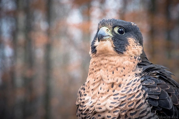 Arabian Horse Magazine N2 2017 By Arabian Horse Magazine