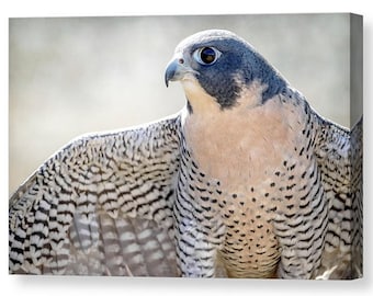 Peregrine Falcon Gallery Wrapped Canvas