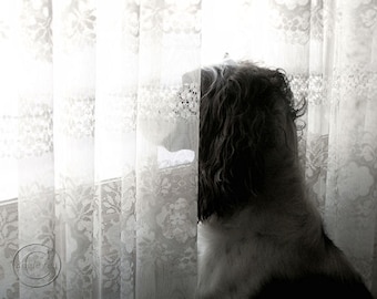 English Springer Spaniel Bird Dog Print 11" X 14"  Hunting Dog in the Window, Man's Best Friend