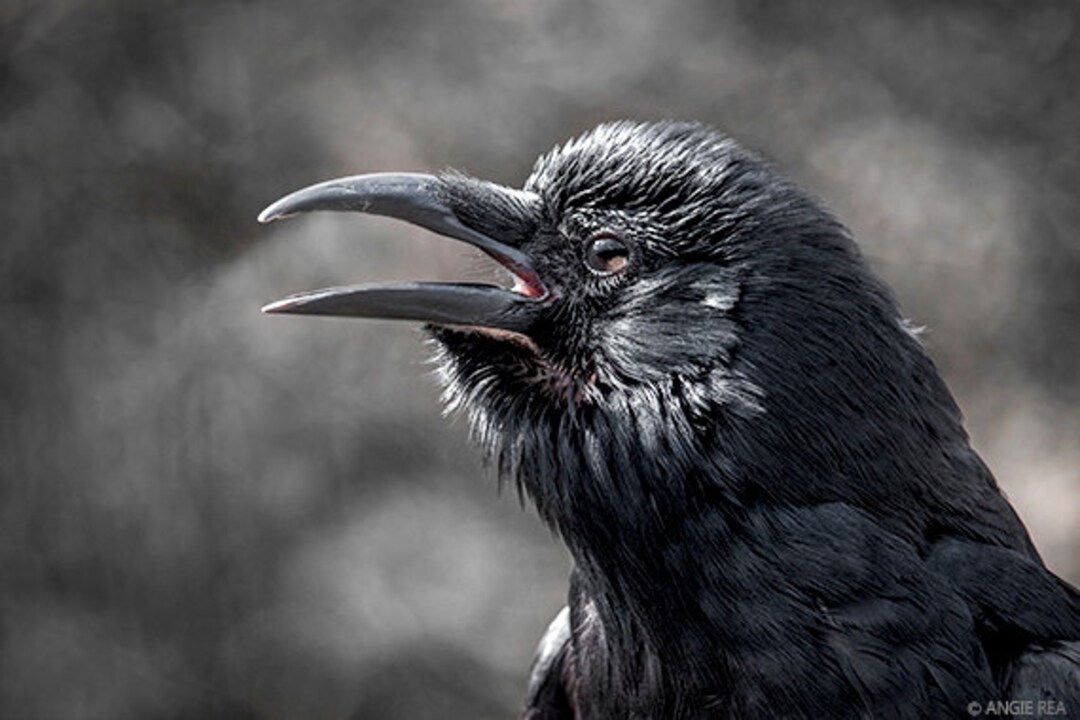 ☆お値下げ中Black Crows Ova Freebird 163センチ il_1080xN.951029072_2hd7.jpg