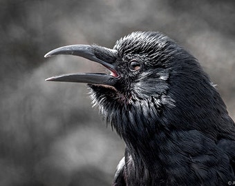 Crow, Bird Print, Crow Photograph, Crow Photos, Home Decor, Black Bird, Wall Art, Nature Print, Cawing Crow, Dark Crow Print