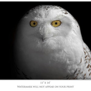May include: A close-up portrait of a snowy owl with bright yellow eyes. The owl's white feathers are soft and fluffy, and its face is framed by a dark background.