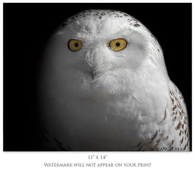 May include: A close-up portrait of a snowy owl with bright yellow eyes. The owl's white feathers are soft and fluffy, and its face is framed by a dark background.