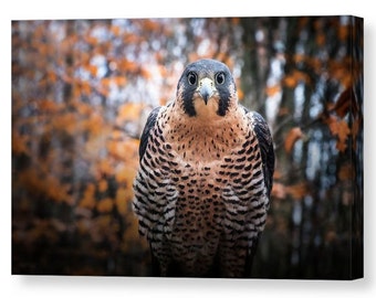 Peregrine Falcon Gallery Wrapped Canvas, Raptor Wall Art, Bird of Prey Nature Photography, Ready to Hang, Home and Office Decor