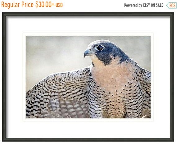 On Sale Peregrine Falcon Bird Photography Home Cabin And Office Decor Bird Wall Art Nature Print Bird Lover Art Bird Of Prey Blue