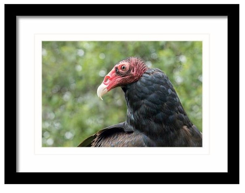 Turkey Vulture, Raptor, Bird Photography, Bird of Prey, Home and Cabin