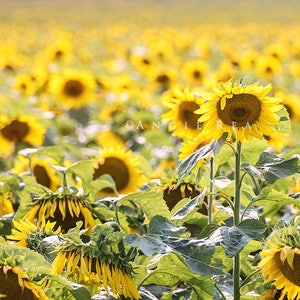 Sunflower Print, Sunflowers, Sunflower Field, Summer Flower Field, Yellow Flowers, Sunflower Art, Nature Decor Print