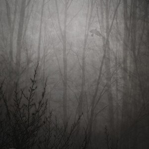 Puede incluir: Una fotograf&iacute;a en blanco y negro de un bosque con un solo p&aacute;jaro volando entre los &aacute;rboles. Los &aacute;rboles est&aacute;n desnudos y el bosque est&aacute; envuelto en niebla.