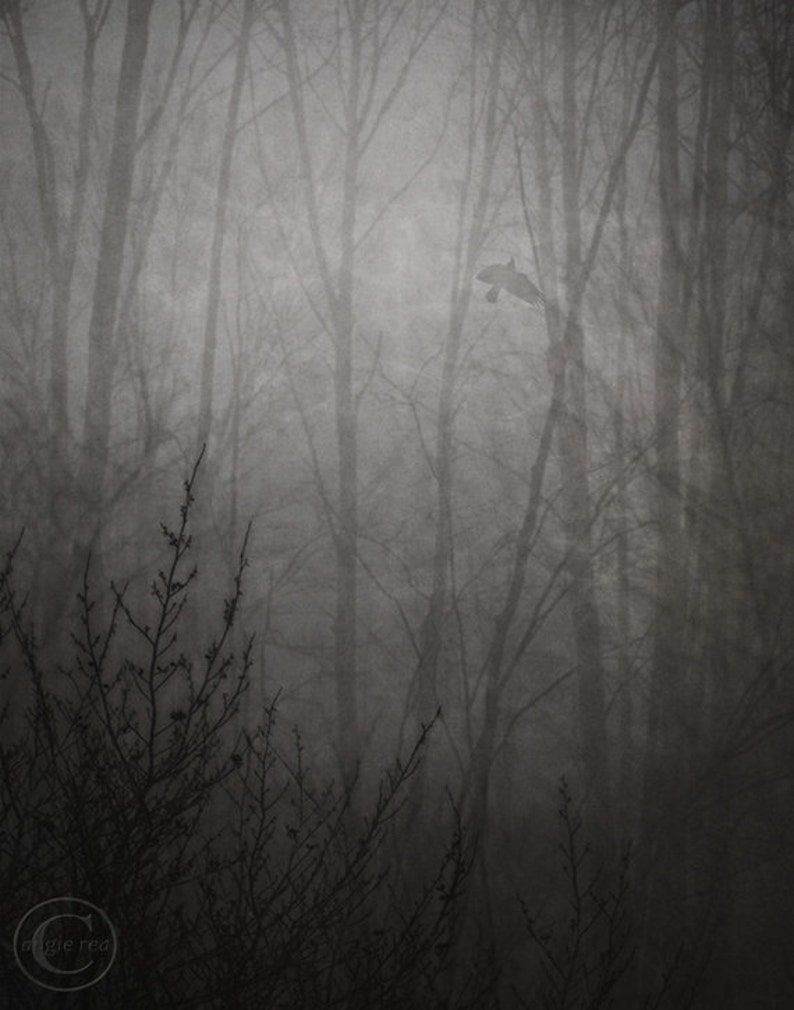 Puede incluir: Una fotograf&iacute;a en blanco y negro de un bosque con un solo p&aacute;jaro volando entre los &aacute;rboles. Los &aacute;rboles est&aacute;n desnudos y el bosque est&aacute; envuelto en niebla.